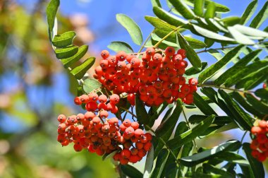 Çilek, dağ ağacı (Sorbus) olgun dutlu
