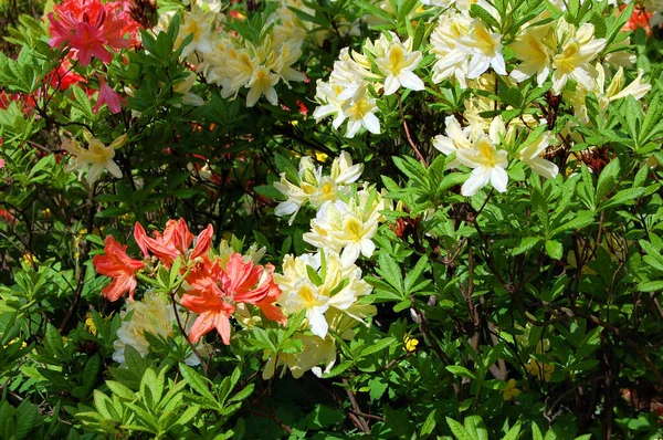 Азалия Rhododendron Molle Блюм Дон Цветок — стоковое фото