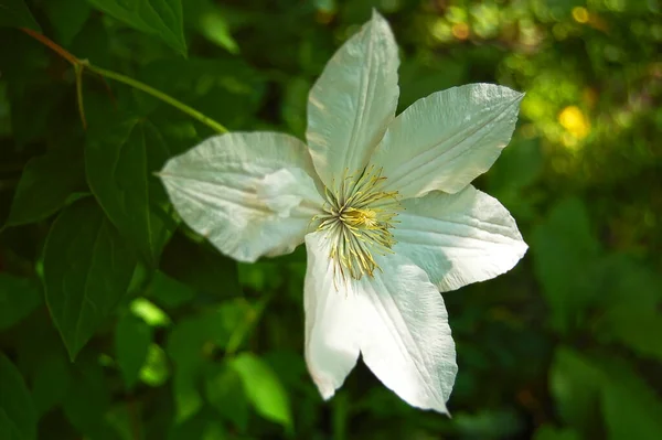 Balmy Clematis Blüte Über Natürlichem Grünen Hintergrund — Stockfoto