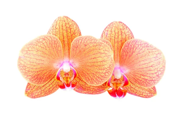 Pink Orchid Flower Isolated White Background — Stock Photo, Image