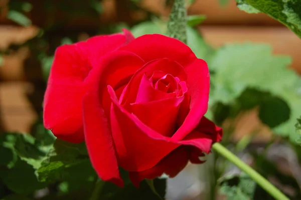 Bella Rosa Fresca Fiore Aiuola Rurale — Foto Stock