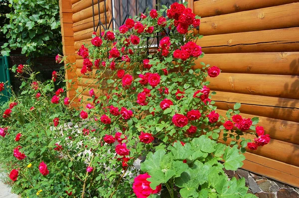 Piękny Świeży Kwiat Róży Wiejskim Kwietniku — Zdjęcie stockowe