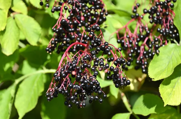 Beberapa Elderberry Matang Pada Cabang Terhadap Daun — Stok Foto