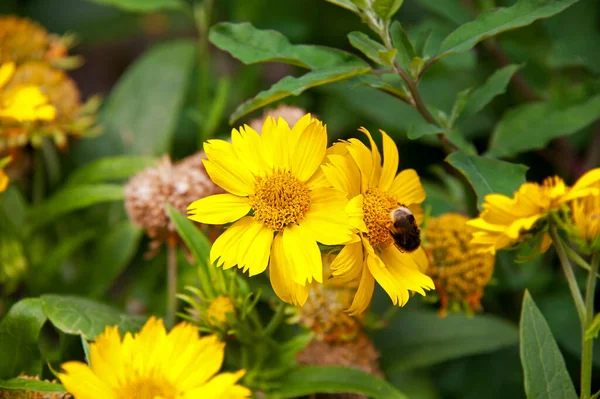 Helianthus Tuberosus Girasol Alcachofa Jerusalén Manzana Tierra — Foto de Stock