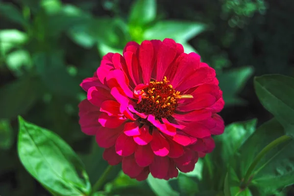 Belle Fleur Zinnia Fraîche Dans Lit Fleurs Rural — Photo