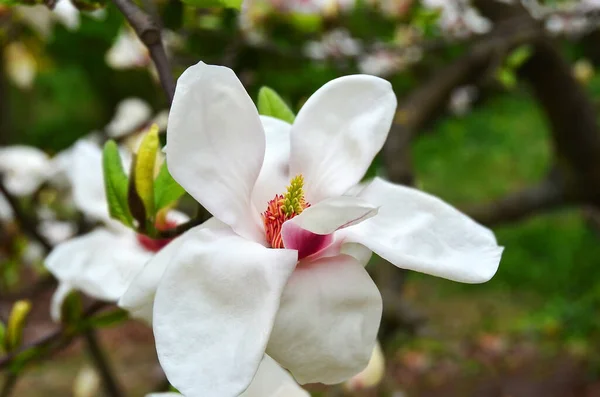 Piękne Drzewo Magnolia Bloomy Dużymi Różowymi Kwiatami — Zdjęcie stockowe