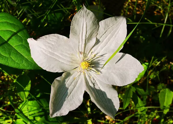 Balmy Clematis Kwiat Nad Naturalnym Zielonym Tle — Zdjęcie stockowe