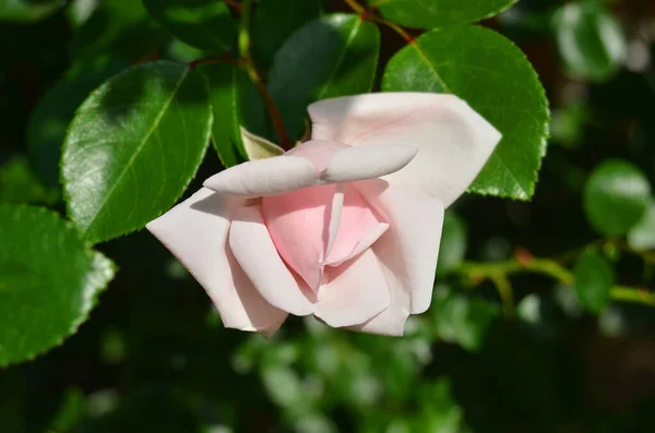 Kırsal Çiçek Tarhında Güzel Taze Bir Gül Çiçeği — Stok fotoğraf