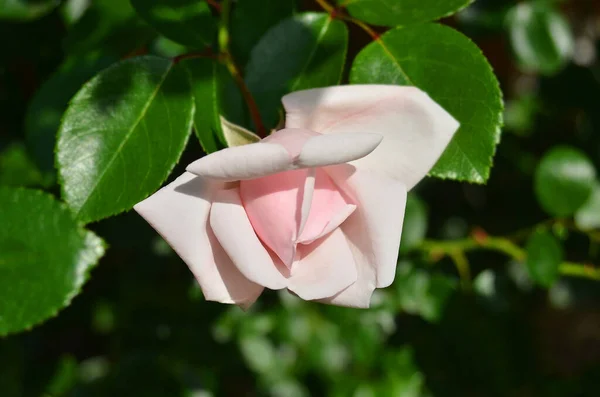 Hermosa Flor Rosa Fresca Macizo Flores Rural —  Fotos de Stock