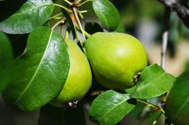 Ağacın dalında yeşil armut