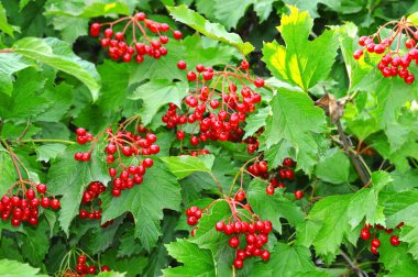 Yaprakların dalında olgunlaşmış viburum