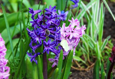 Taze yumuşak çiçekli güzel sümbül (muscari)