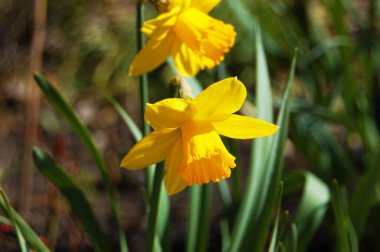 Kırsal çiçek tarhında taze narsis bitkisi