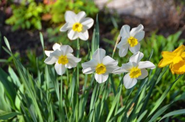 Kırsal çiçek tarhında taze narsis bitkisi