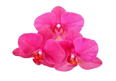 Beyaz arkaplanda izole edilmiş pembe orkide çiçeği.