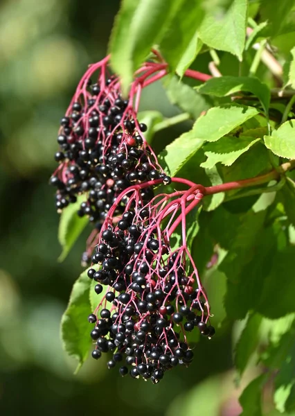Beberapa Elderberry Matang Pada Cabang Terhadap Daun — Stok Foto