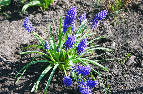 Prachtige Hyacint Muscari Met Frisse Zachte Bloesem — Stockfoto