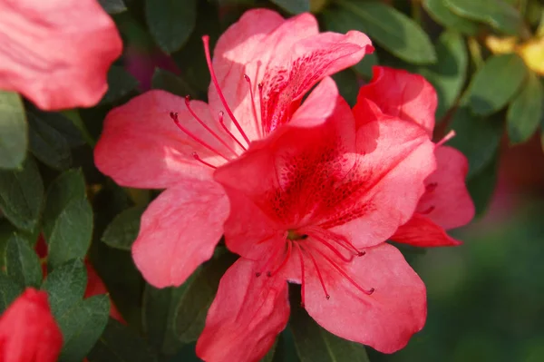Azalea Rhododendron Molle Blume Här Don Blomma — Stockfoto