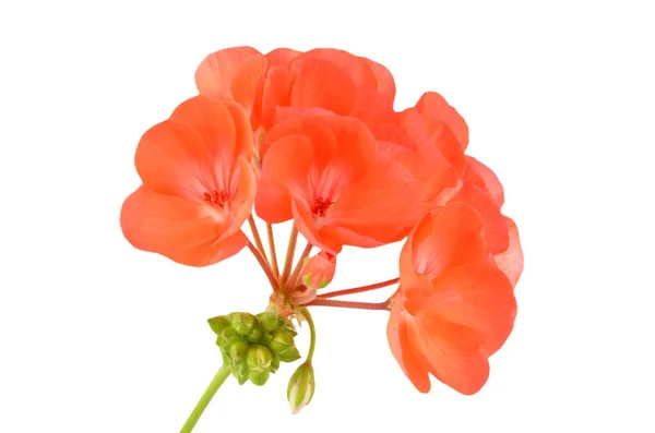 Balmy Geranium Blume Isoliert Auf Weißem Hintergrund — Stockfoto
