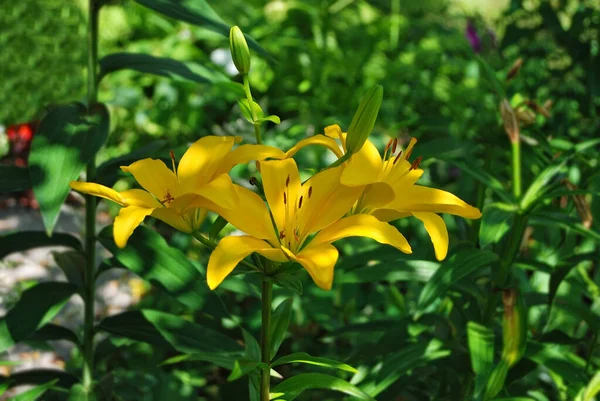 Beautiful Fresh Yellow Lily Rural Flowerbed — Stock Photo, Image