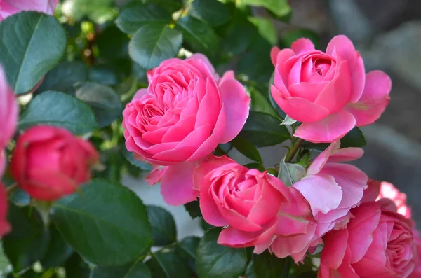 Vacker Fräsch Ros Blomma Lantlig Rabatt — Stockfoto