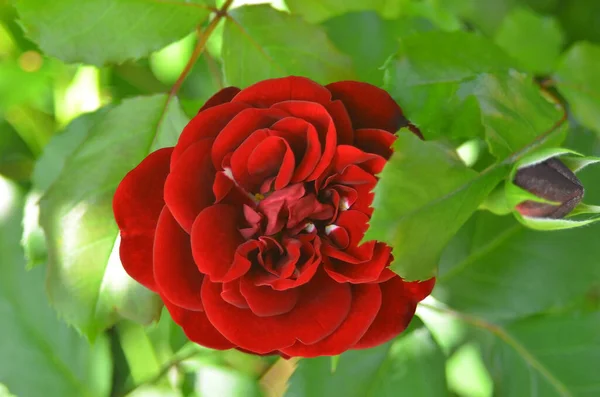 Όμορφο Φρέσκο Τριαντάφυλλο Λουλούδι Στην Ύπαιθρο Flowerbed — Φωτογραφία Αρχείου