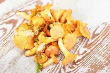 Cantharellus cibarius mantar