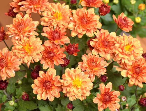 Chrysantheme — Stockfoto