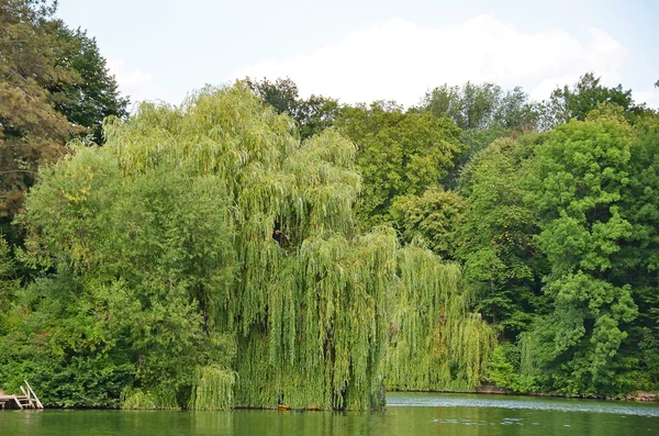 Weeping willow tree — Stock Photo, Image