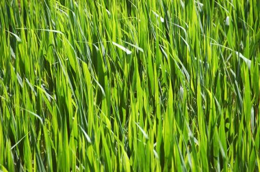 Yeşil Çimen Arkaplanı