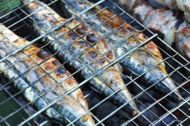 Izgara uskumru balığı, Dof