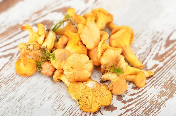 Champiñón chanterelle — Foto de Stock