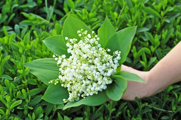 Lily of the valley (convallaria majalis) in hand — Stockfoto