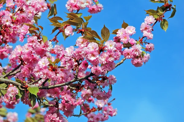 Cerasus serrulata (Japanese flowering cherry) — Stock Photo, Image