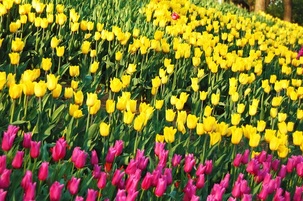 郁金香花床 — 图库照片