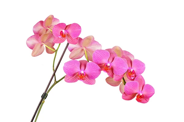 Roze orchidee bloem — Stockfoto