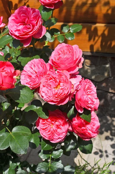 Rosa odorata — Stock Photo, Image