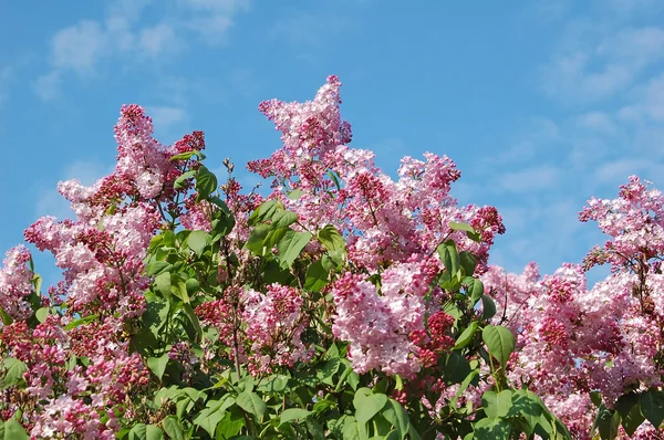Lilac (Syringa) — Stock Photo, Image