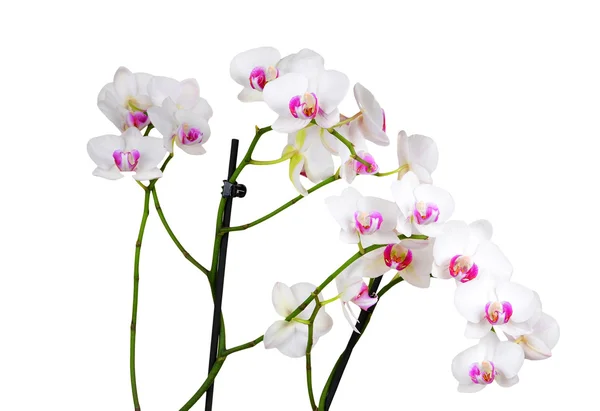 White orchid flower, DOF — Stock Photo, Image