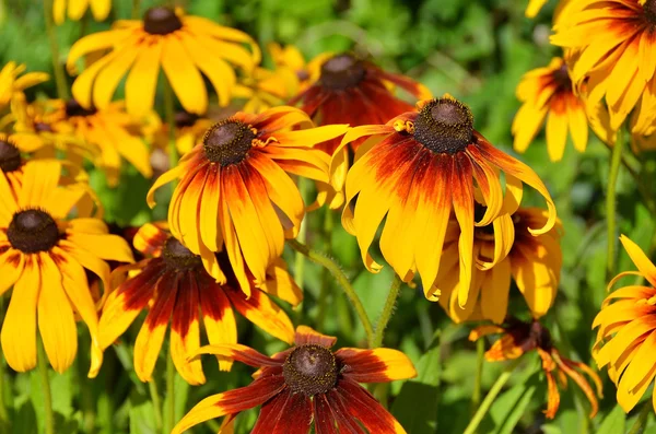 Flor amarilla de Rudbeckia — Foto de Stock