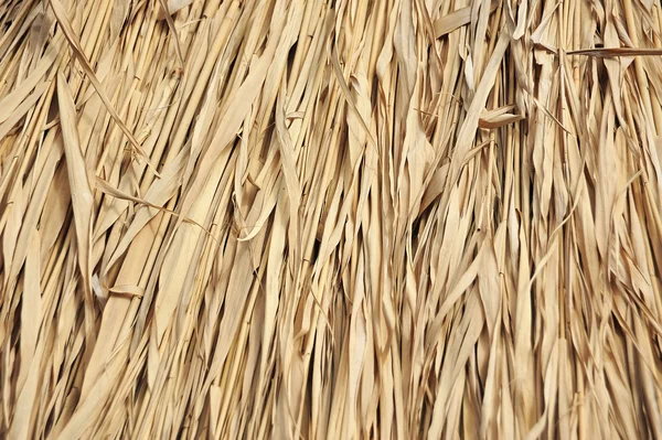 Reed background — Stock Photo, Image