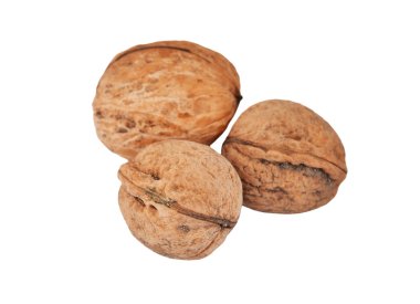 Ceviz (Juglans regia)