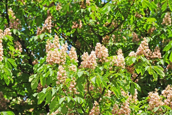 Fioritura primaverile fiore di castagno (Castanea sativa) — Foto Stock