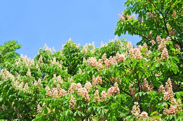 Fioritura primaverile fiore di castagno (Castanea sativa) — Foto Stock