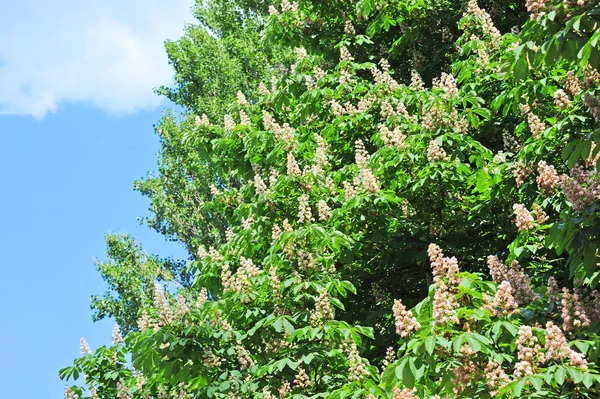 Spring blossoming chestnut (Castanea sativa) flower — Stock Photo, Image