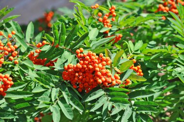 Üvez meyveleri, üvez (sorbus)