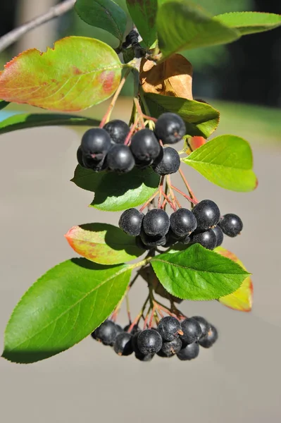 Czarny ashberry (Aronia melanocarpa) — Zdjęcie stockowe