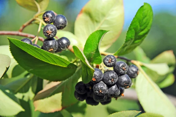 Czarny ashberry (Aronia melanocarpa) — Zdjęcie stockowe