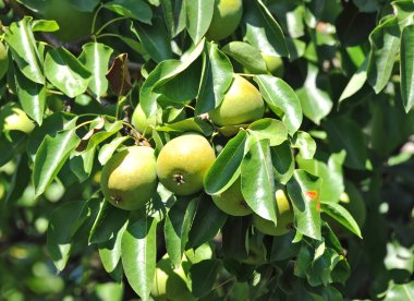 olgun armut dalın üzerinde