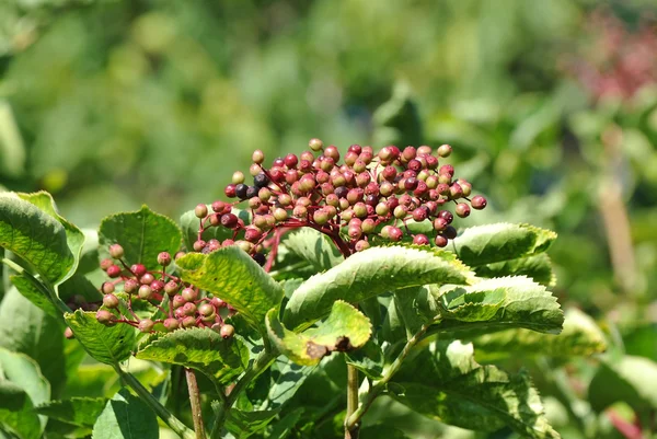 Elderberry on branch — Stock Photo, Image